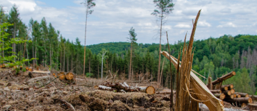 Déforestation importée : un accord salué, et des défis à venir
