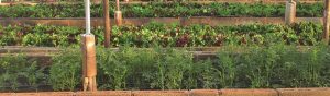 Cultures sous serre
