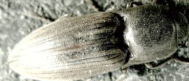 Des insectes-robots sauteurs inspirés de coléoptères