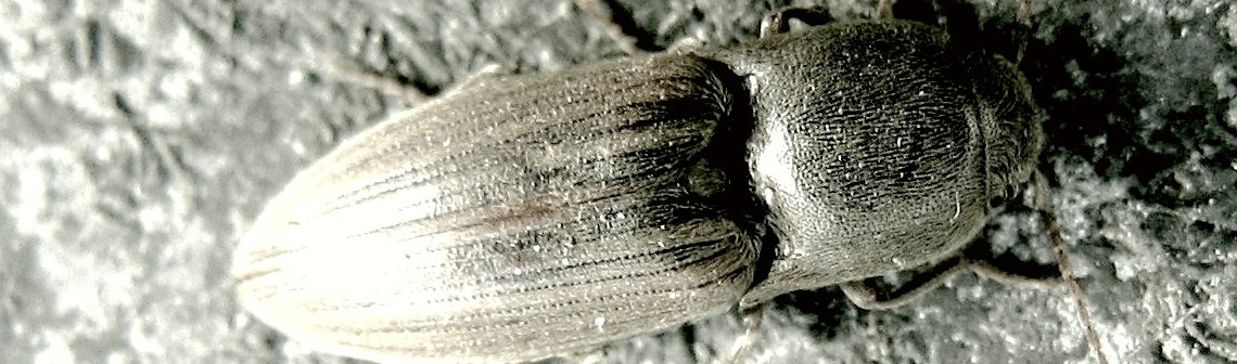 Des insectes-robots sauteurs inspirés de coléoptères