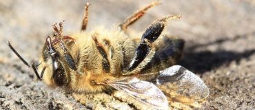 La toxicité à long terme des pesticides devant le Conseil d’État