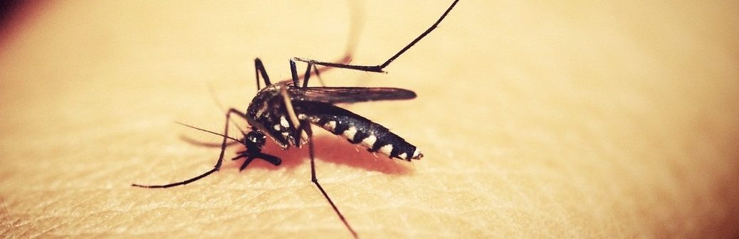 moustique