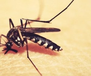 Une peau synthétique pour étudier les secrets des moustiques