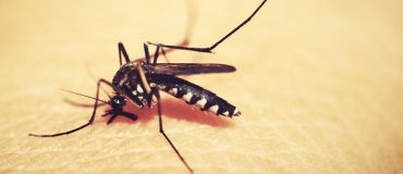 Une peau synthétique pour étudier les secrets des moustiques