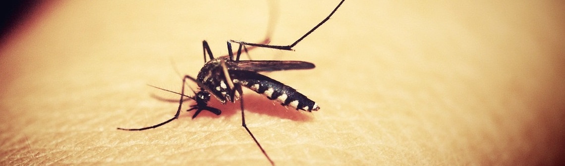 moustique