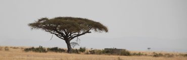 Un meilleur chiffrage des stocks de carbone des arbres d'Afrique subsaharienne