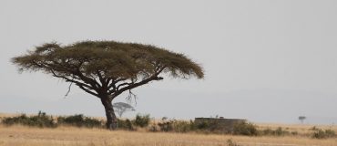 Un meilleur chiffrage des stocks de carbone des arbres d'Afrique subsaharienne