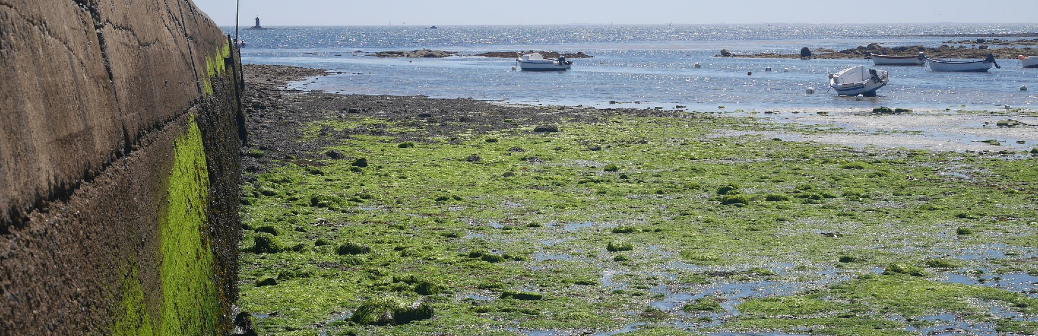 Des algues vertes aux biopolymères