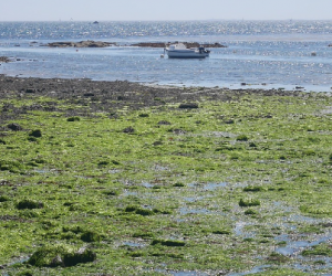 Eranova : des algues vertes aux biopolymères