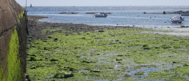 Eranova : des algues vertes aux biopolymères