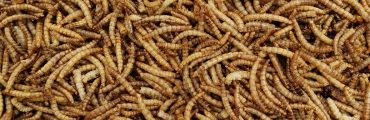 Une filière de protéines d'insectes à destination de l'alimentation animale