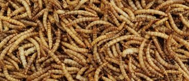 Une filière de protéines d'insectes à destination de l'alimentation animale