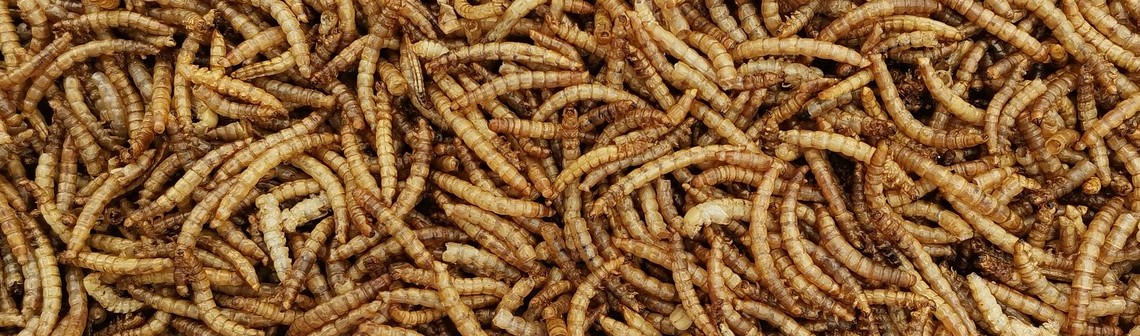 Une filière de protéines d'insectes à destination de l'alimentation animale
