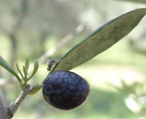 mouche-olive-Cearitis