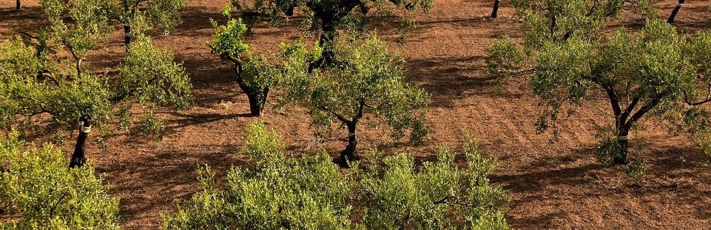 Protéger les cultures contre les ravageurs