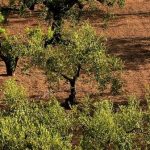 Arboriculture : Cearitis s’inspire de la nature pour lutter contre les ravageurs