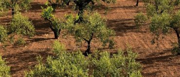 Arboriculture : Cearitis s’inspire de la nature pour lutter contre les ravageurs