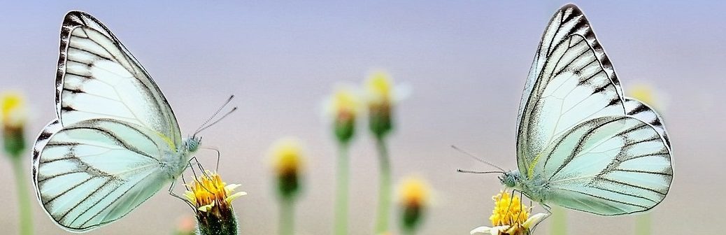 Des papillons à l'origine d'une nouvelle peinture ultralégère