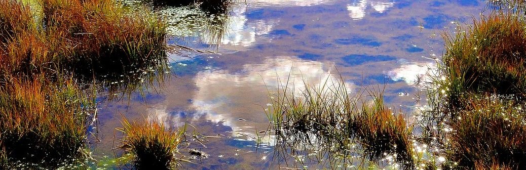 Les destructions de zones humides dans le monde moins élevées que prévu