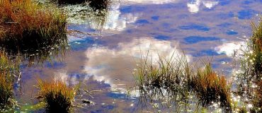 Les destructions de zones humides dans le monde moins élevées que prévu