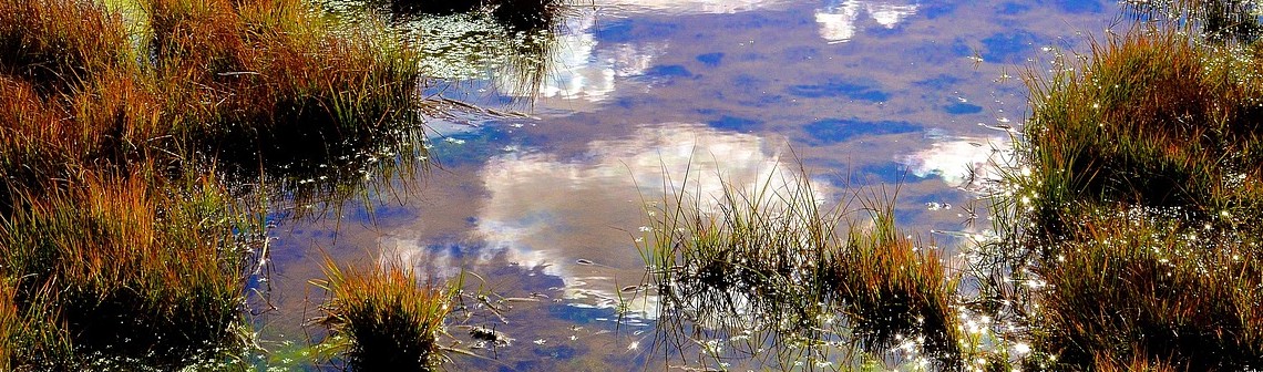 Les destructions de zones humides dans le monde moins élevées que prévu