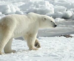 Une veste chauffante pareille à une fourrure d'ours polaire