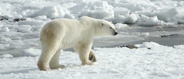 Une veste chauffante pareille à une fourrure d'ours polaire