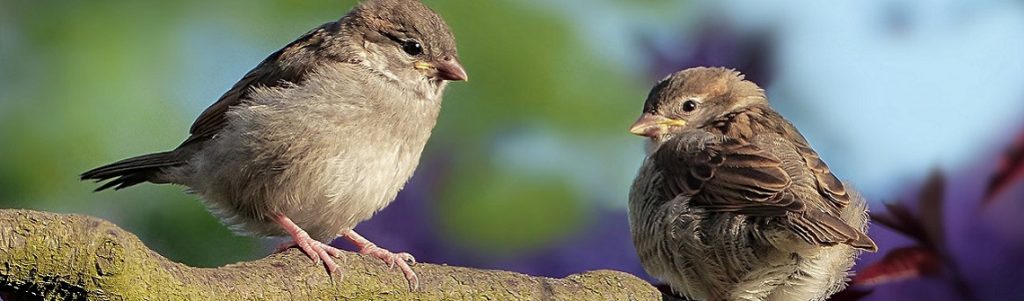 L’agriculture intensive, première pression des oiseaux en Europe