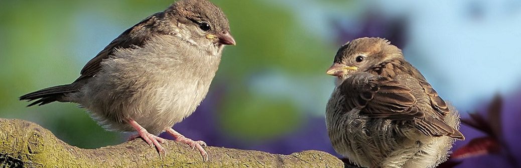 L’agriculture intensive, première pression des oiseaux en Europe