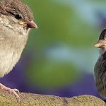 L’agriculture intensive, première pression des oiseaux en Europe