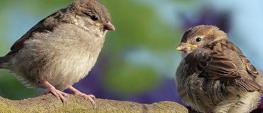 L’agriculture intensive, première pression des oiseaux en Europe