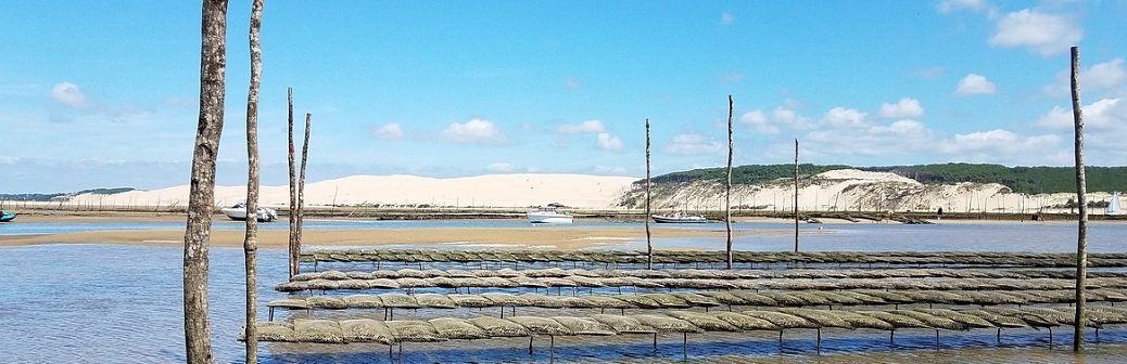 Les microfibres naturelles impactent aussi les huîtres