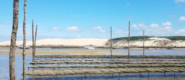 Les microfibres naturelles impactent aussi les huîtres