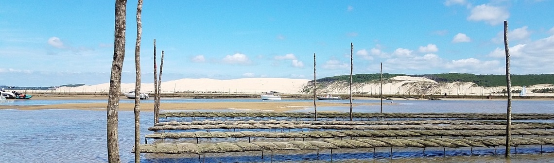 Les microfibres naturelles impactent aussi les huîtres