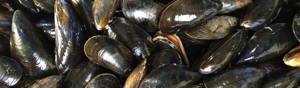 La start-up Bysco valorise le byssus de moule en matières textiles