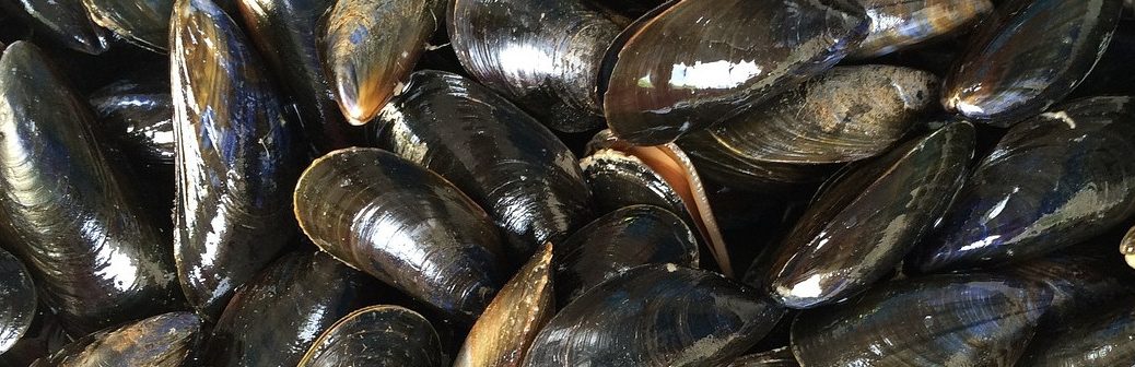 La start-up Bysco valorise le byssus de moule en matières textiles