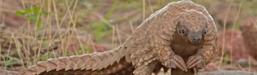 Un robot médical inspiré directement du pangolin