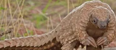 Un robot médical inspiré directement du pangolin