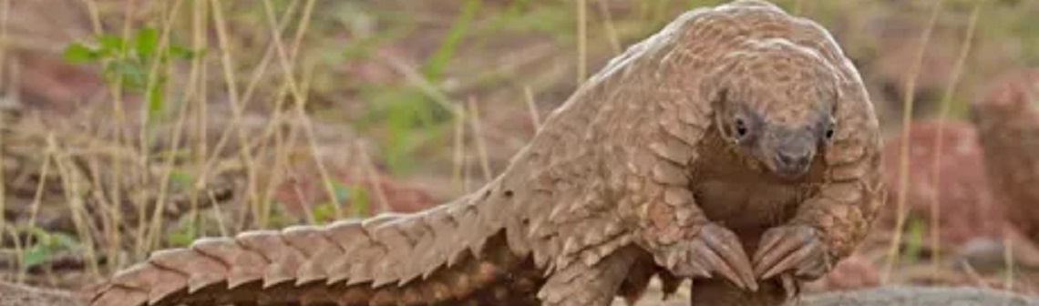 Un robot médical inspiré directement du pangolin