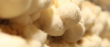 De futures constructions en pâte de mycélium