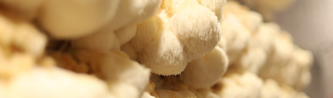 De futures constructions en pâte de mycélium