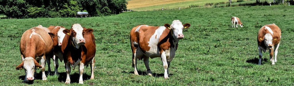 Détecter des anomalies génétiques dans la filière bovine pour mieux les prévenir