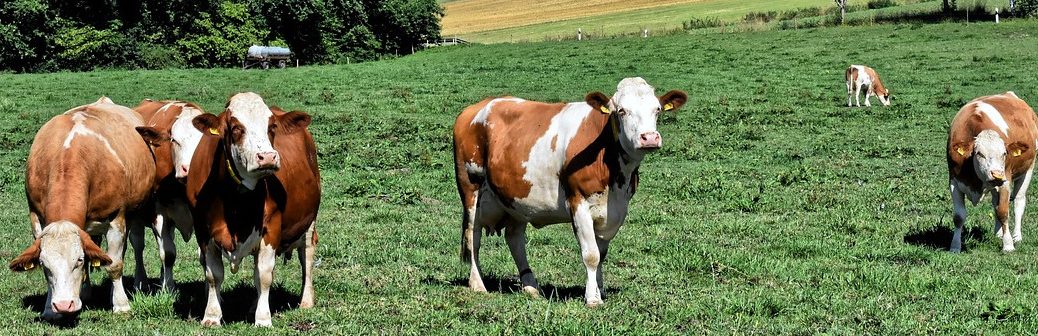 Détecter des anomalies génétiques dans la filière bovine pour mieux les prévenir
