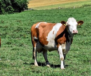Détecter des anomalies génétiques dans la filière bovine pour mieux les prévenir