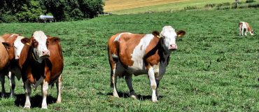 Détecter des anomalies génétiques dans la filière bovine pour mieux les prévenir