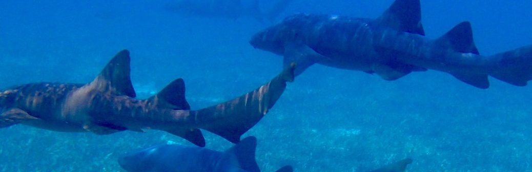 La surpêche conduit à l'extinction des requins de récifs dans le monde