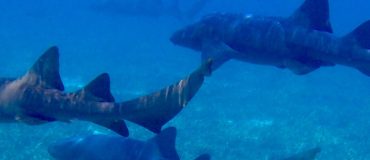 La surpêche conduit à l'extinction des requins de récifs dans le monde