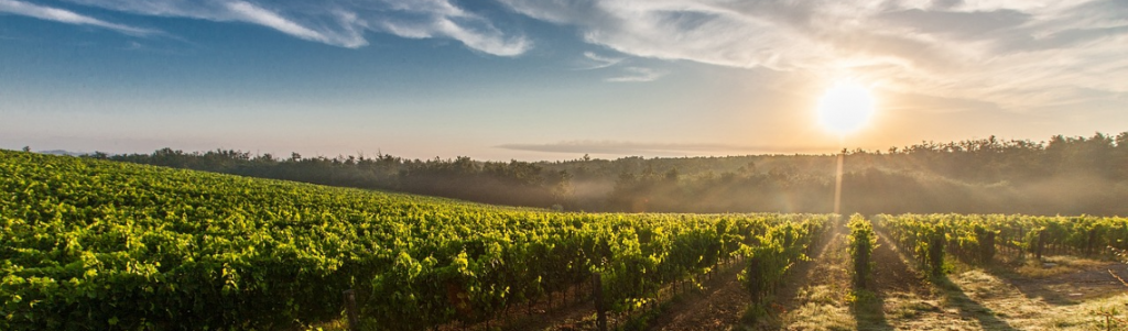 Biocide et biocontrôle : grâce à «Willy», Amoéba fait d’une pierre deux coups