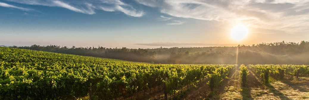 Biocide et biocontrôle : grâce à «Willy», Amoéba fait d’une pierre deux coups