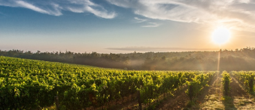 Biocide et biocontrôle : grâce à «Willy», Amoéba fait d’une pierre deux coups